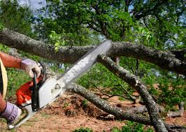 Best Tree and Shrub Care  in Wyoming, DE