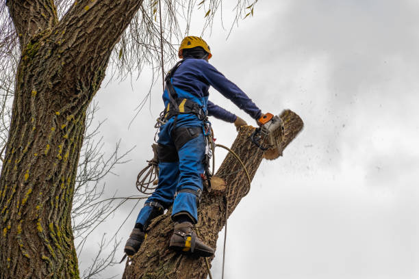 Trusted Wyoming, DE Tree Care Services Experts